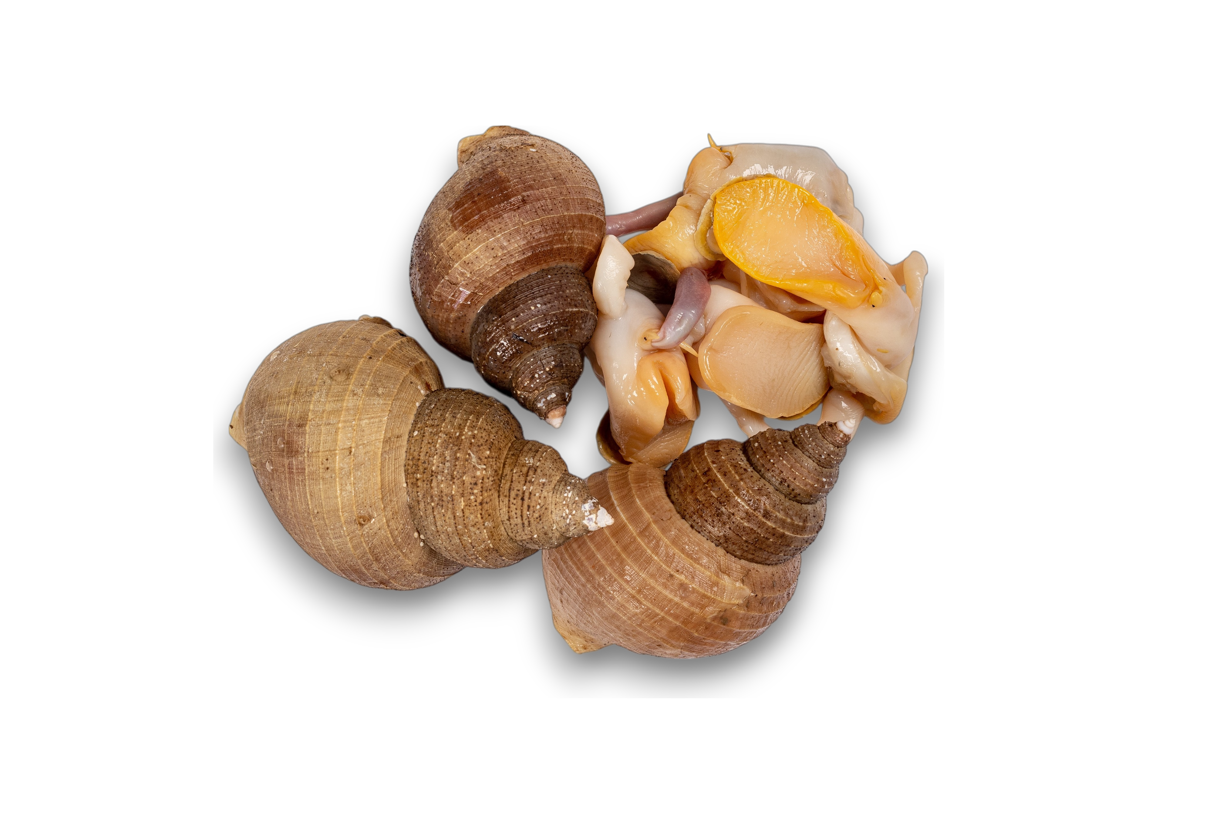 Whelk
