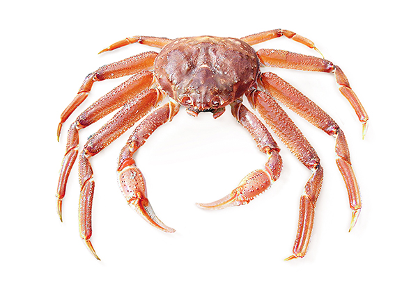 Краб-стригун Бэрда