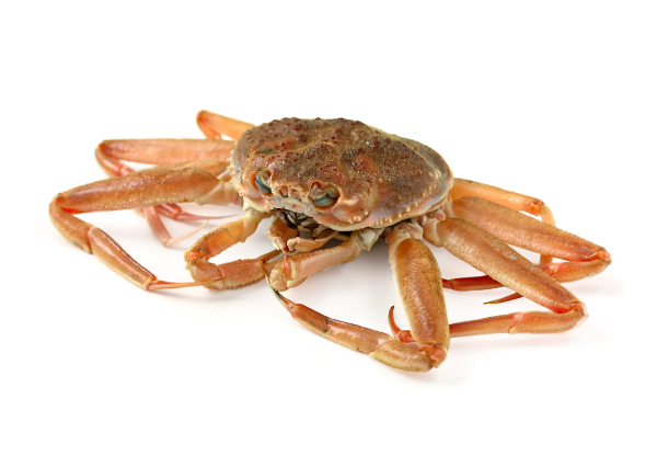 Краб-стригун опилио